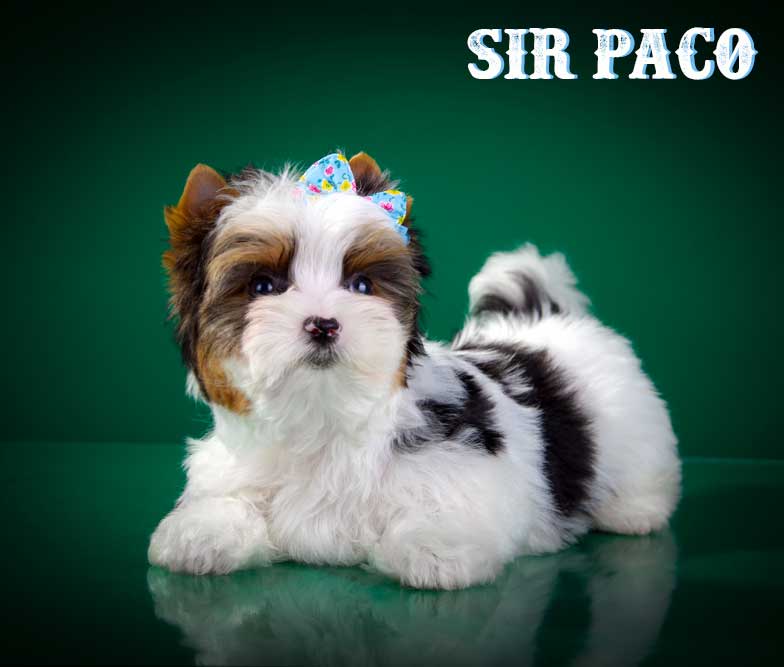 Sir Paco Biewer Terrier Boy
