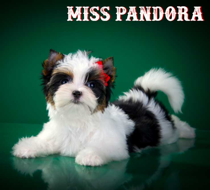 Miss Pandora Biewer Terrier Puppy Girl