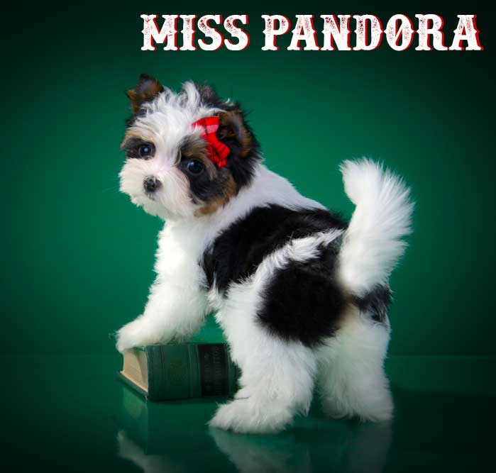 Miss Pandora Biewer Terrier Puppy Girl