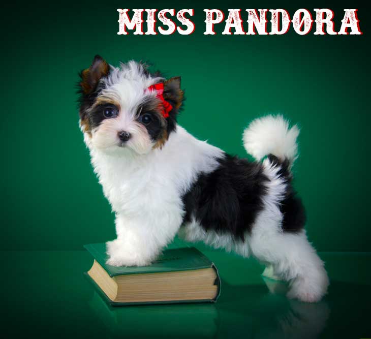 Miss Pandora Biewer Terrier Puppy Girl