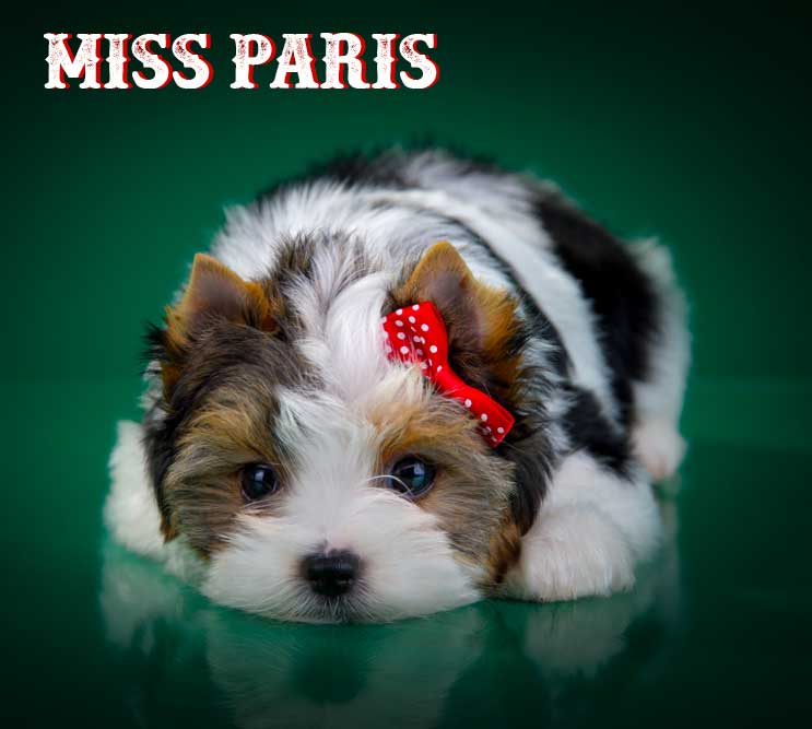 Miss Paris Biewer Terrier Puppy Girl