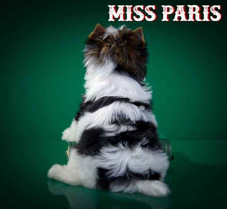 Miss Paris Biewer Terrier Puppy Girl