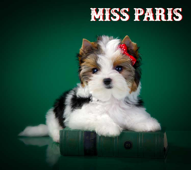 Miss Paris Biewer Terrier Puppy Girl