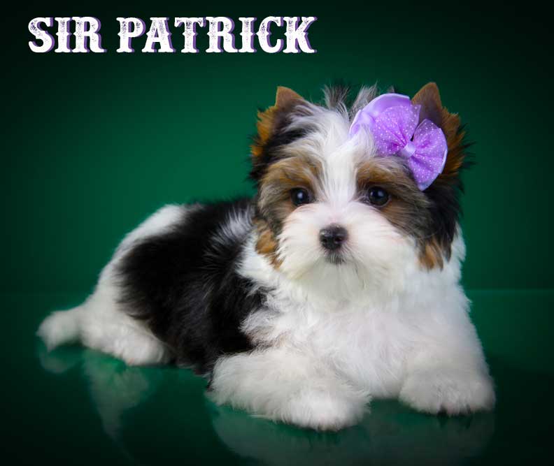 Sir Paco Biewer Terrier Boy