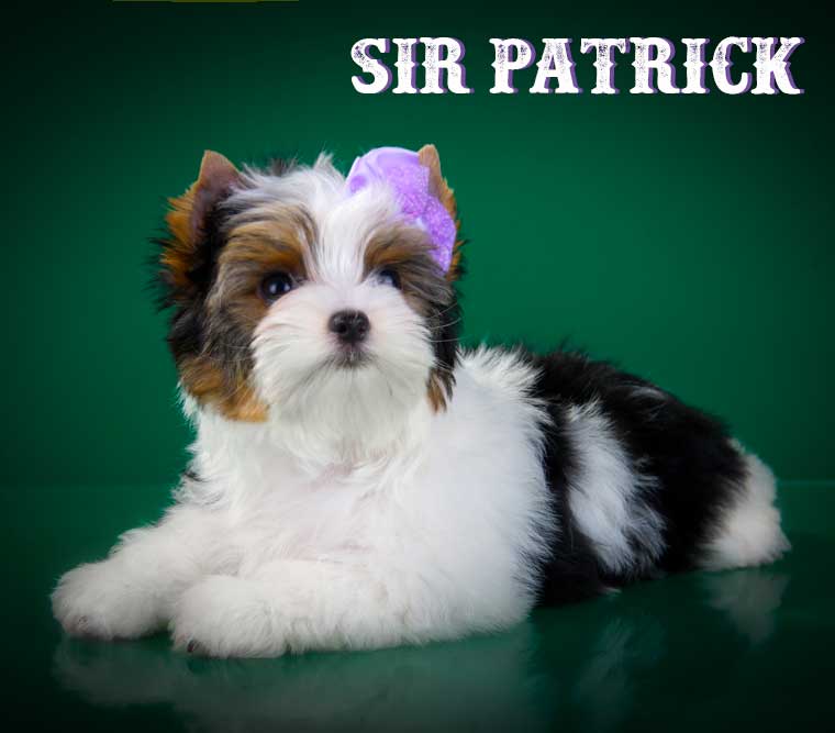 Sir Paco Biewer Terrier Boy