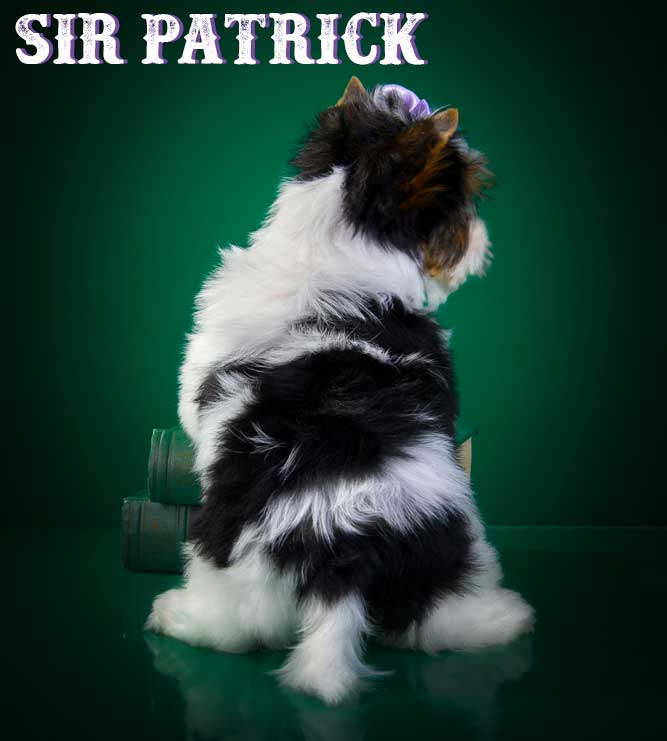 Sir Paco Biewer Terrier Boy