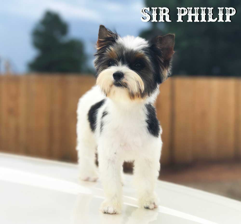 Mini Biewer Puppy Boy Sir Philip