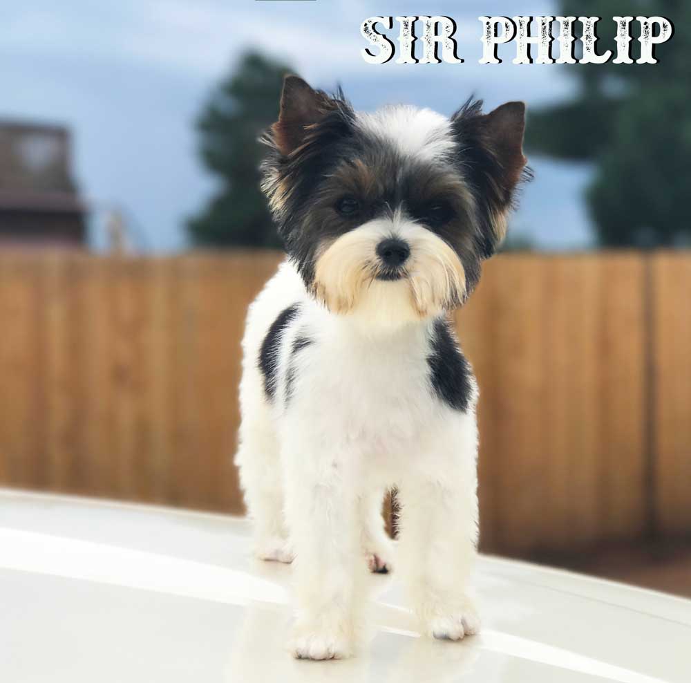 Mini Biewer Puppy Boy Sir Philip
