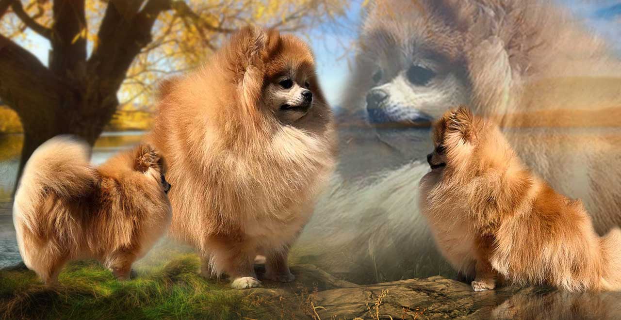 Rocky Mountain Pomeranians