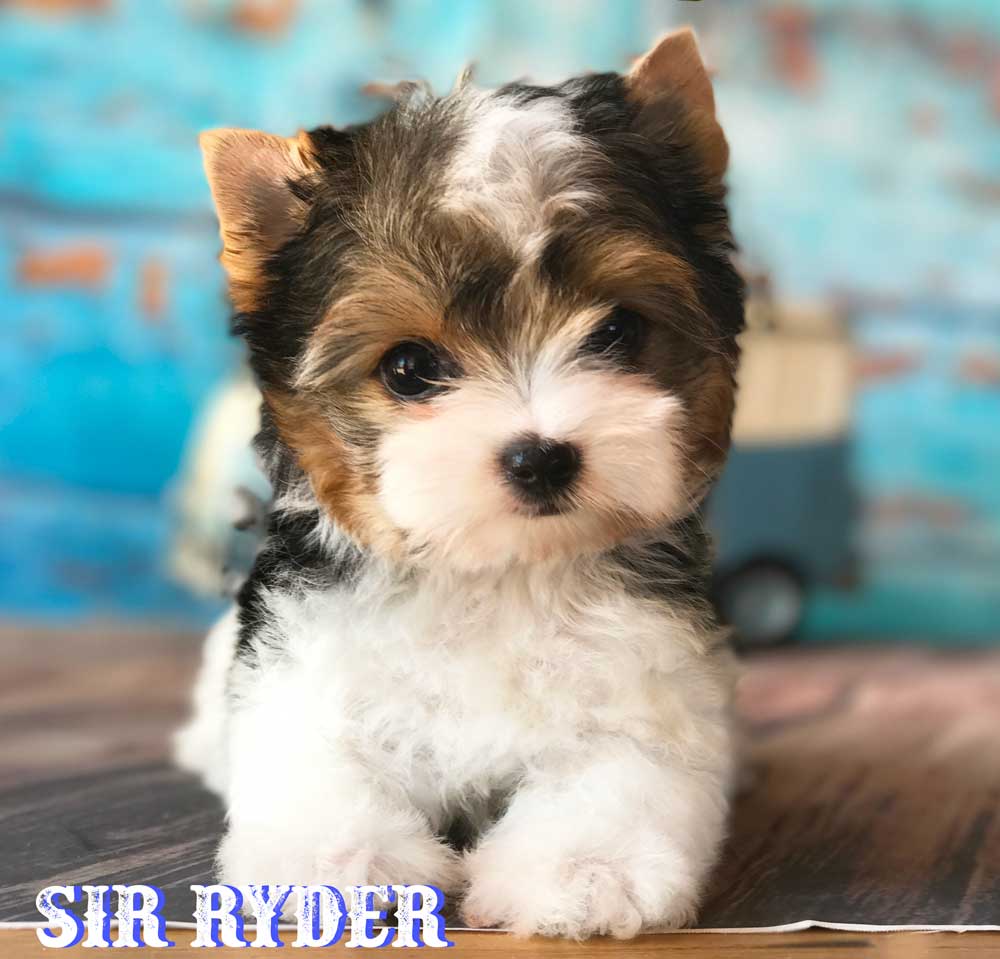 Rocky Mountain's Sir Ryder