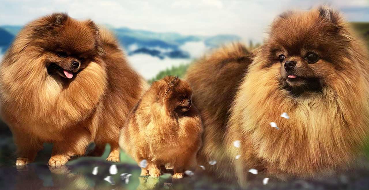 Rocky Mountain Pomeranians