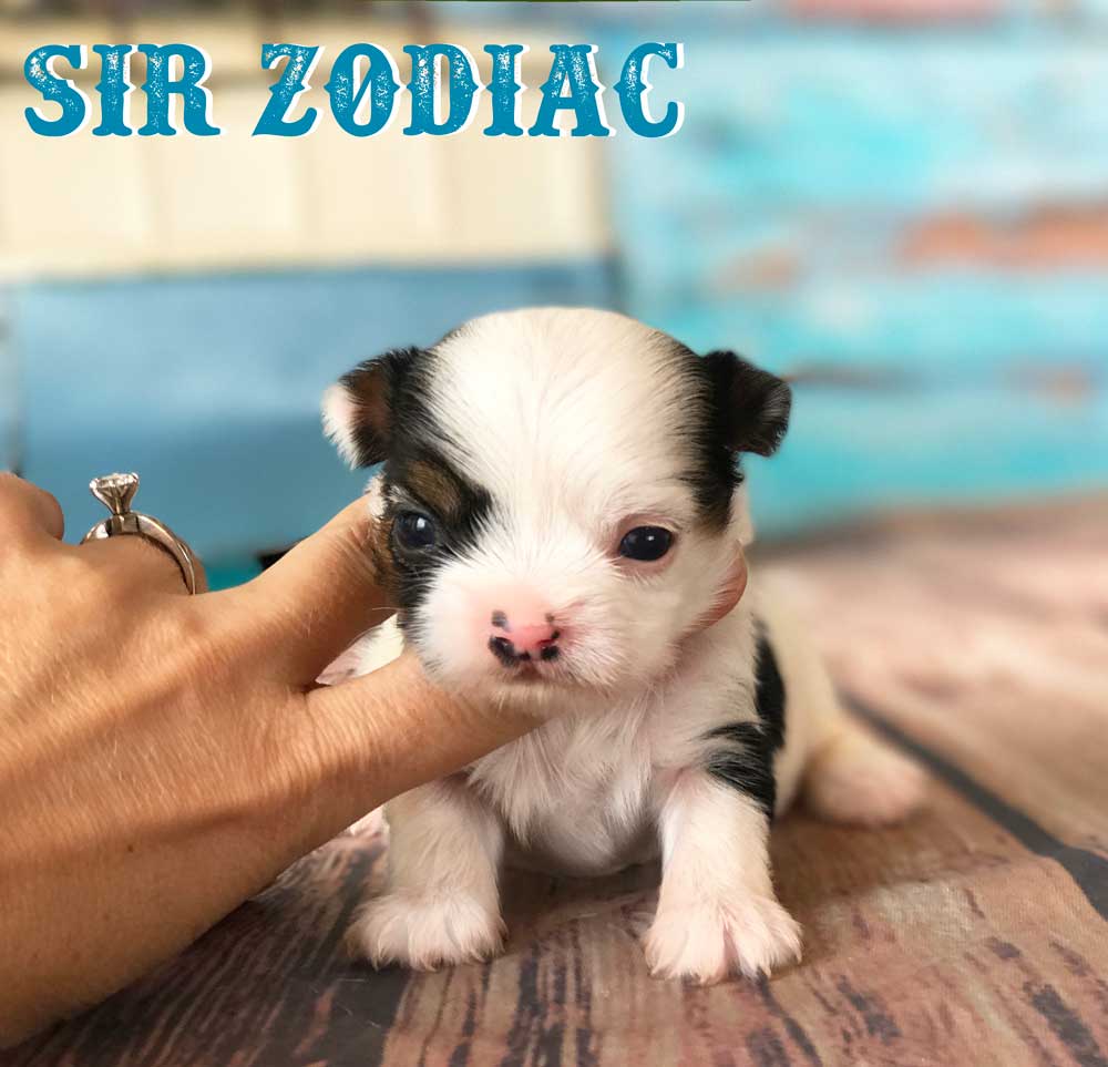 Biewer Terrier Puppy Sir Zodiac