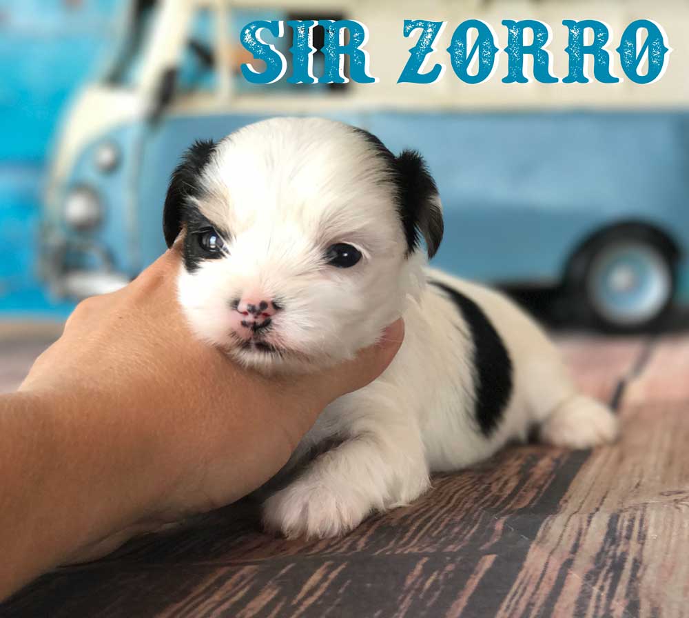 Biewer Terrier Puppy Sir Zorro