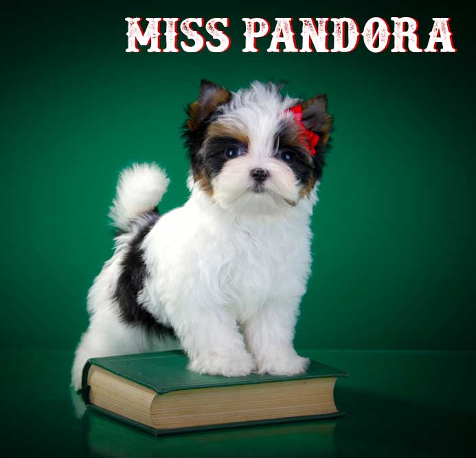 Miss Pandora Biewer Terrier Puppy Girl