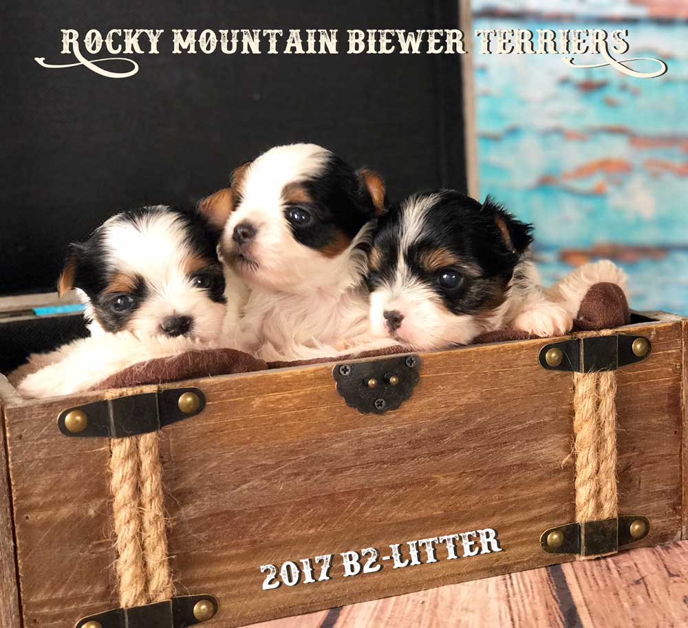 Biewer Terrier Girl Puppy Miss Bailey