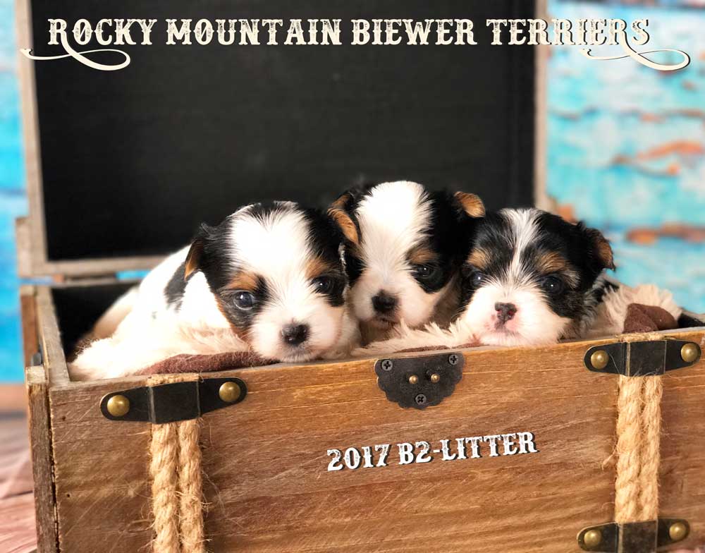 Biewer Terrier Girl Puppy Miss Bailey