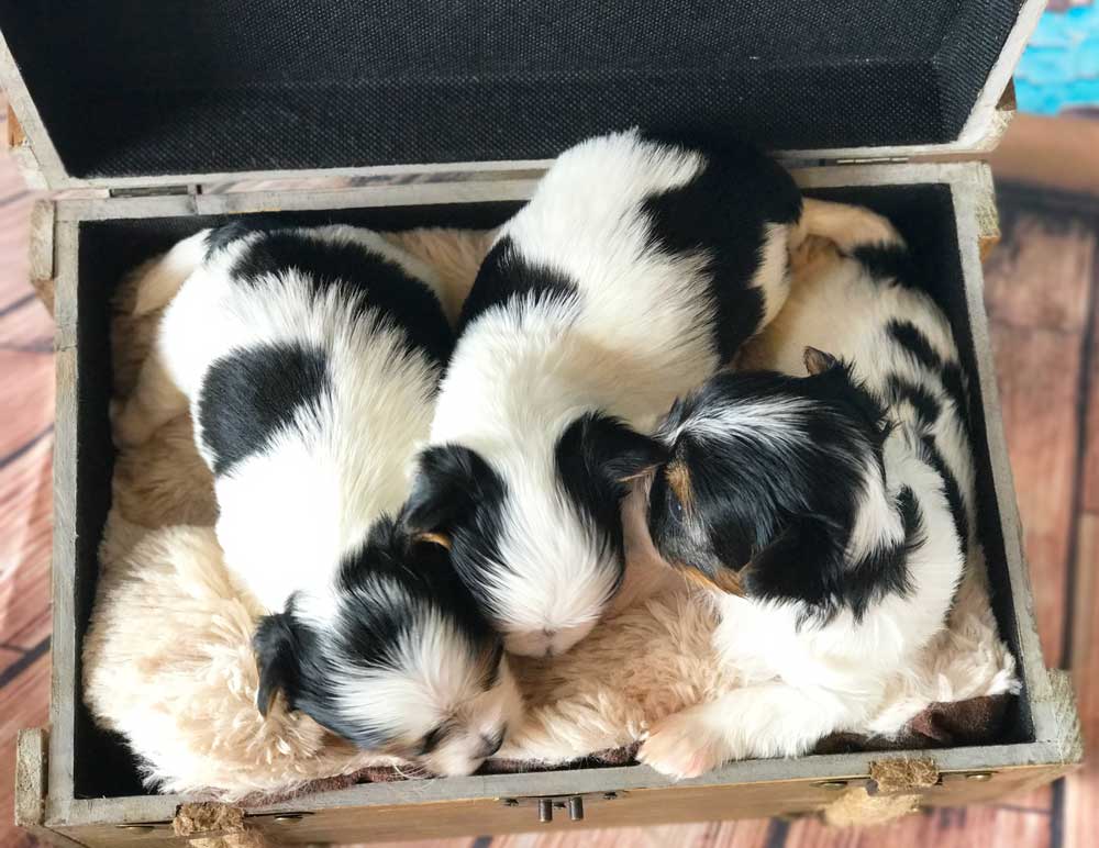 Biewer Terrier Girl Puppy Miss Bailey