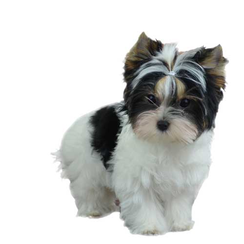 AKC Biewer Terrier Standard AKC Biewer Terrier Standard