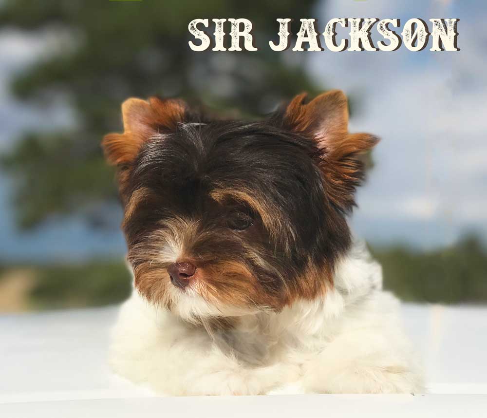 Sir Jackson Chocolate Biewer Terrier Boy