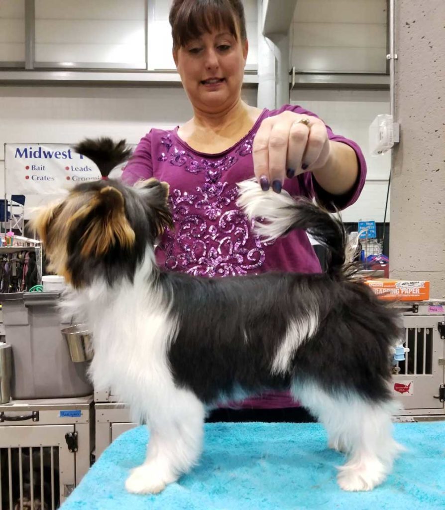 Biewer Show Grooming Session at the Capital City Classic Dog Show