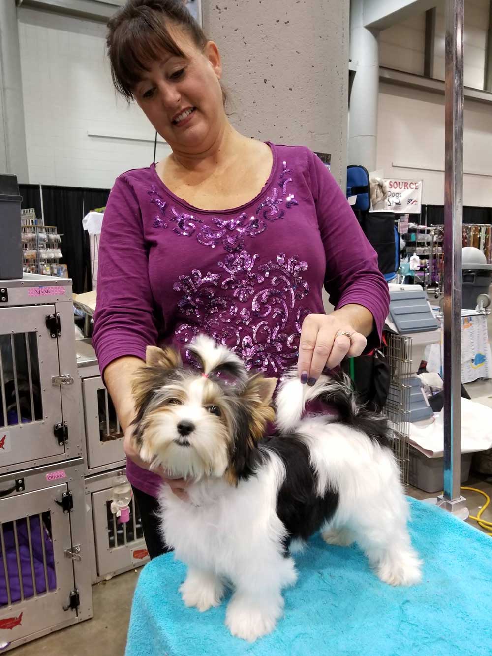 Rocky Mountain's Miss Lola show grooming