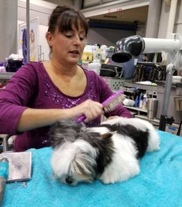 Rocky Mountain's Miss Lola show grooming