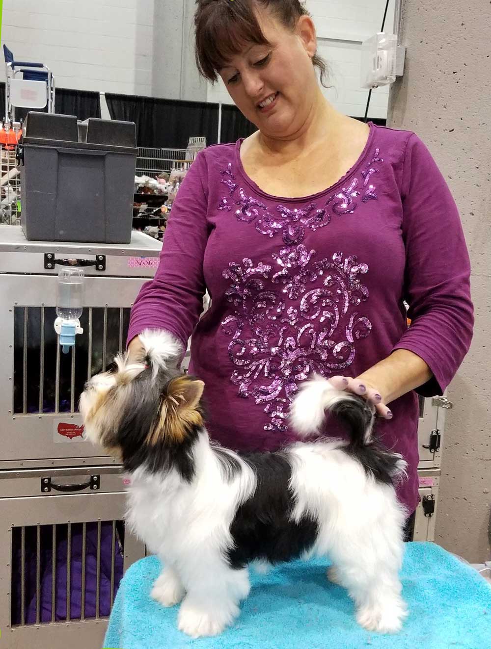 Biewer Show Grooming Rocky Mountain's Miss Lola show grooming