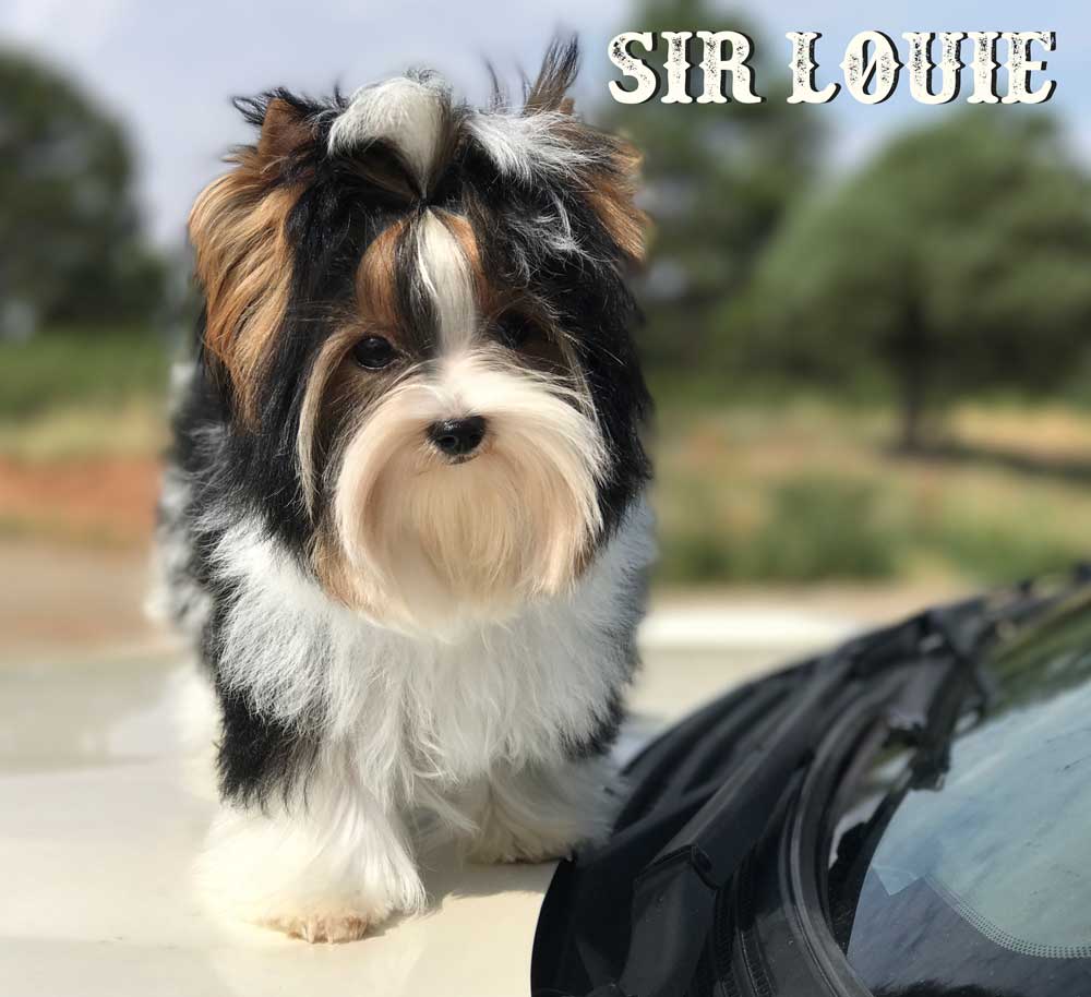 Sir Louie Biewer Terrier Puppy