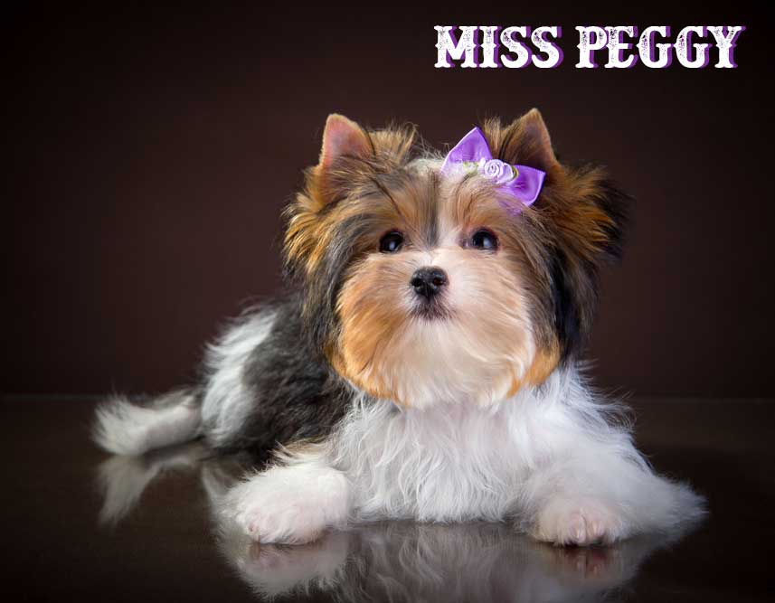 Mini Biewer Terrier Girl Miss Peggy