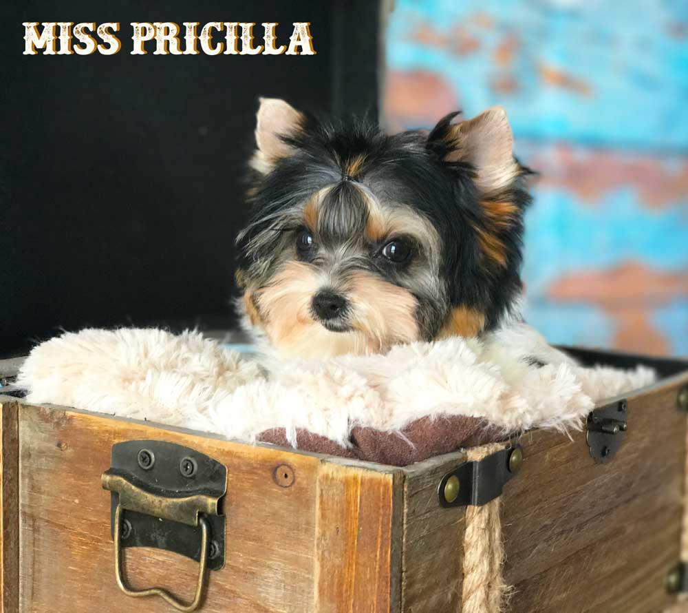 Mini Biewer Terrier Girl Miss Pricilla