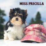 Mini Biewer Terrier Girl Miss Pricilla