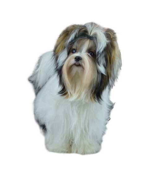 AKC Biewer Terrier Standard