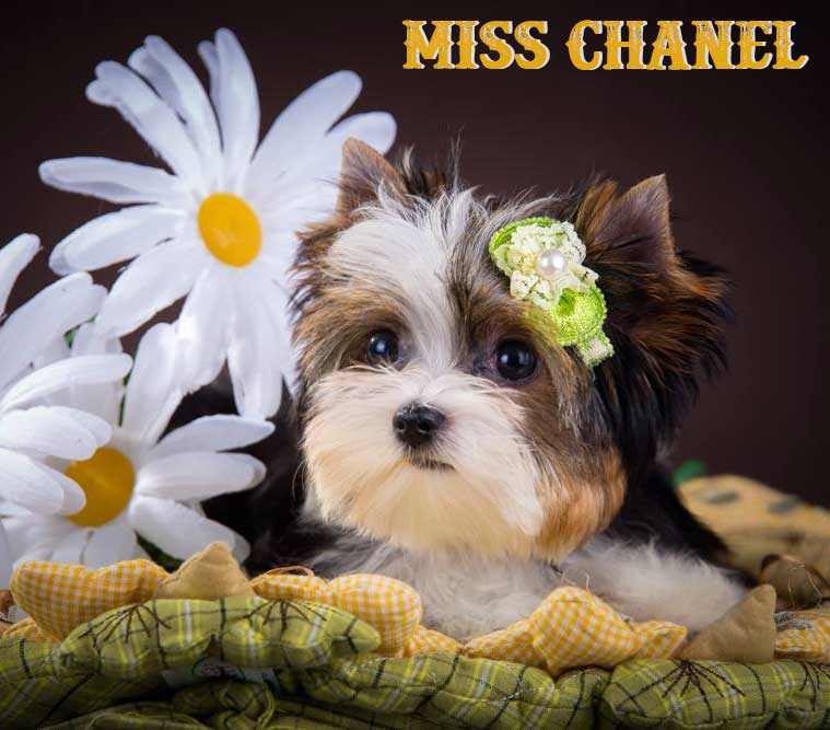 Rocky Mountain Biewer Terriers Miss Chanel Biewer Terrier Puppy