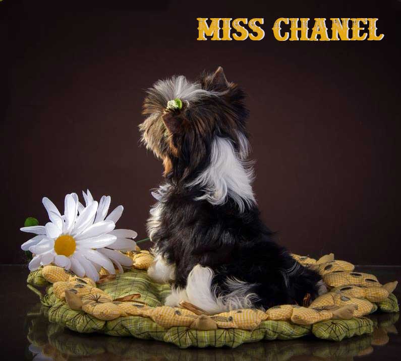 Rocky Mountain Biewer Terriers Miss Chanel Biewer Terrier Puppy