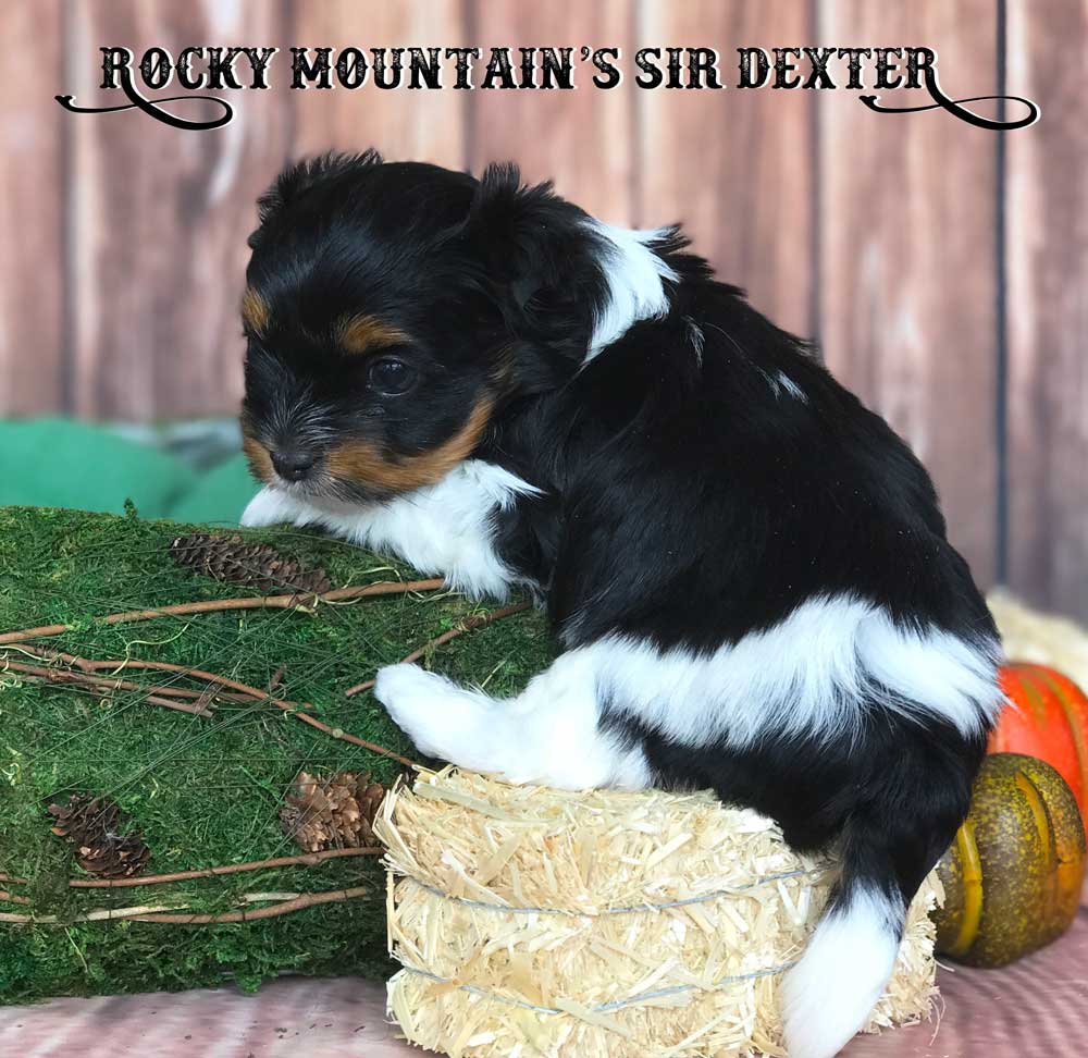 Rocky Mountain's Sir Dexter Biewer Terrier Puppy