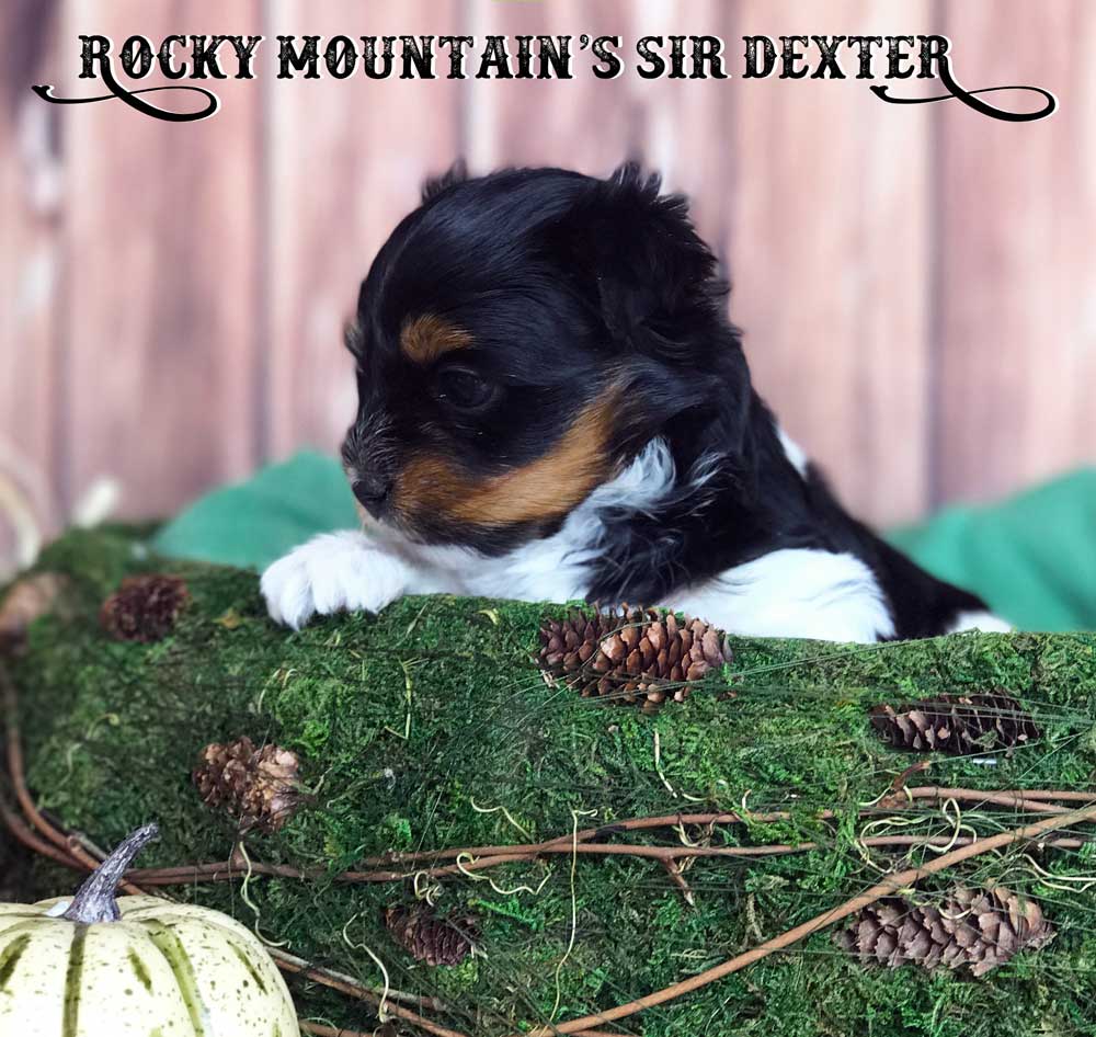 Rocky Mountain's Sir Dexter Biewer Terrier Puppy