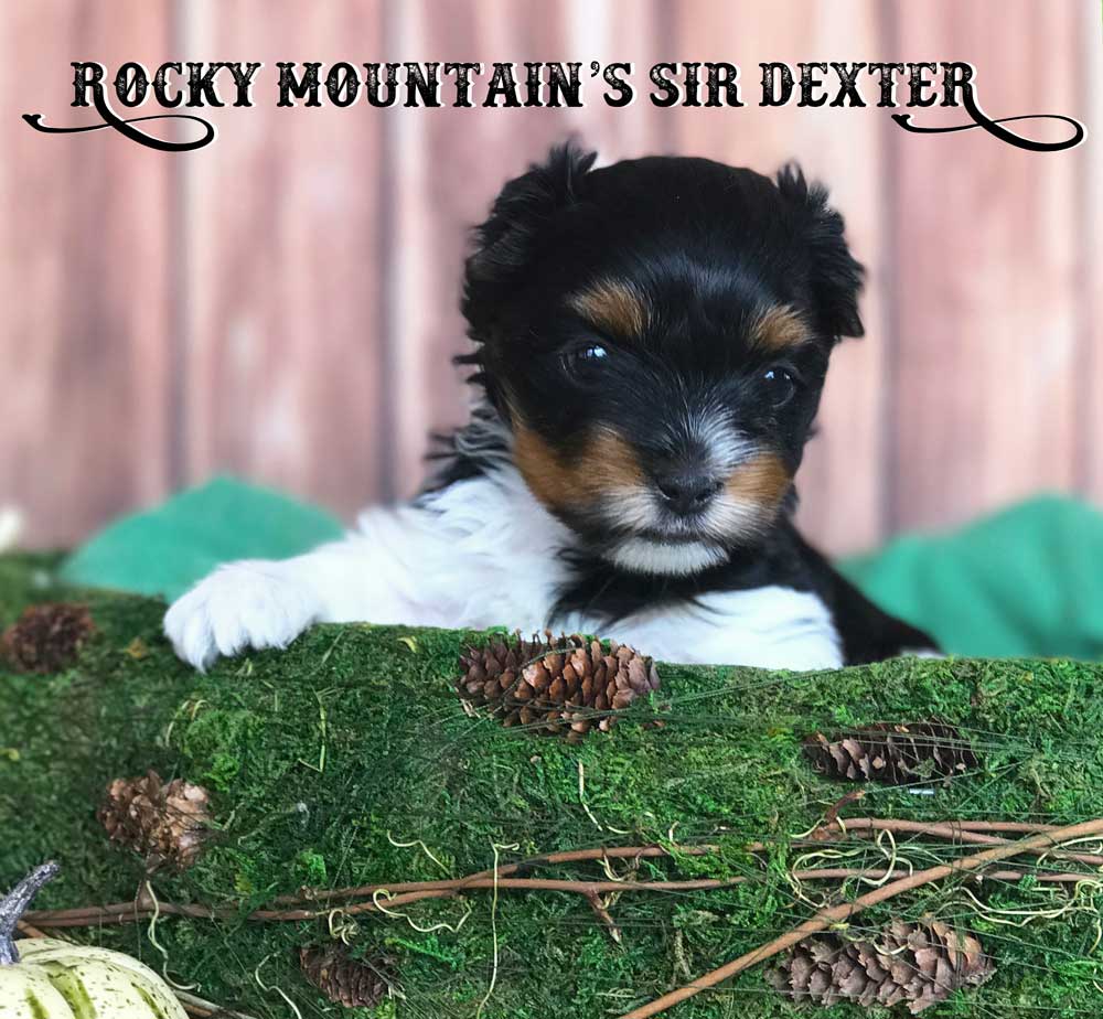 Rocky Mountain's Sir Dexter Biewer Terrier Puppy