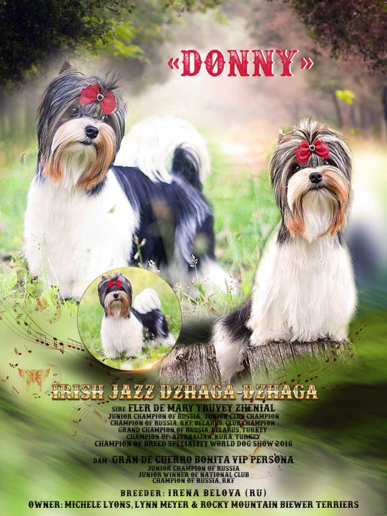 Donny - Irish Jazz Dzhaga-Dzhaga