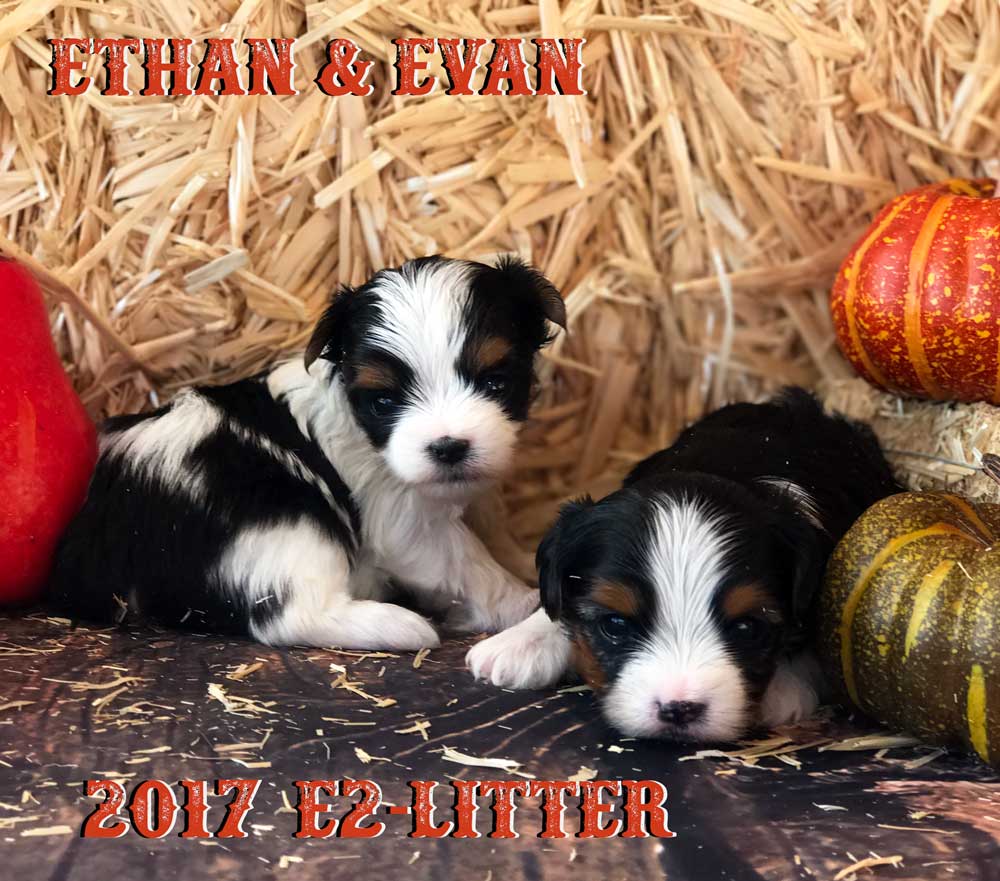 Rocky Mountain's Sir Ethan Biewer Terrier Puppy