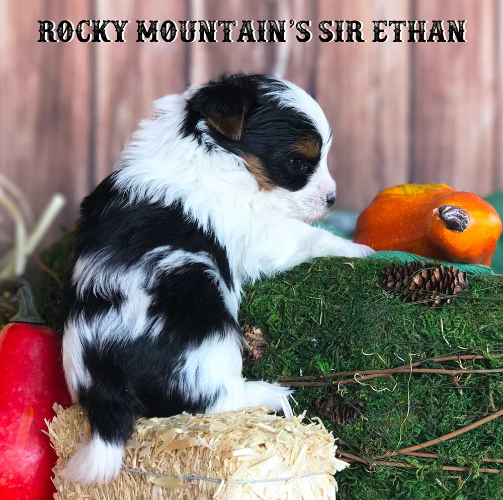 Rocky Mountain's Sir Ethan Biewer Terrier Puppy