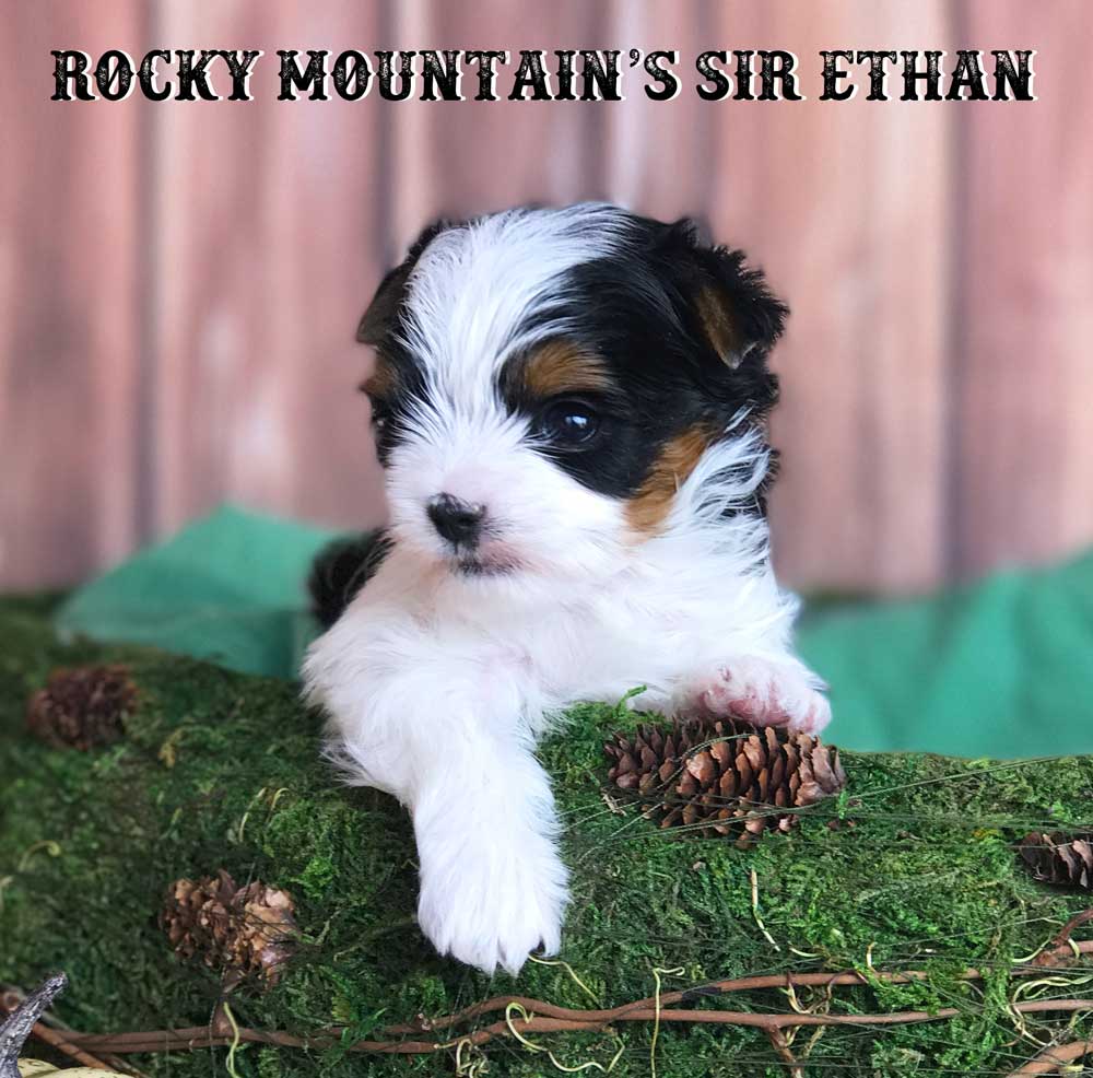 Rocky Mountain's Sir Ethan Biewer Terrier Puppy