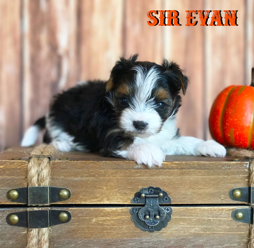 Rocky Mountain's Sir Evan Biewer Terrier Puppy