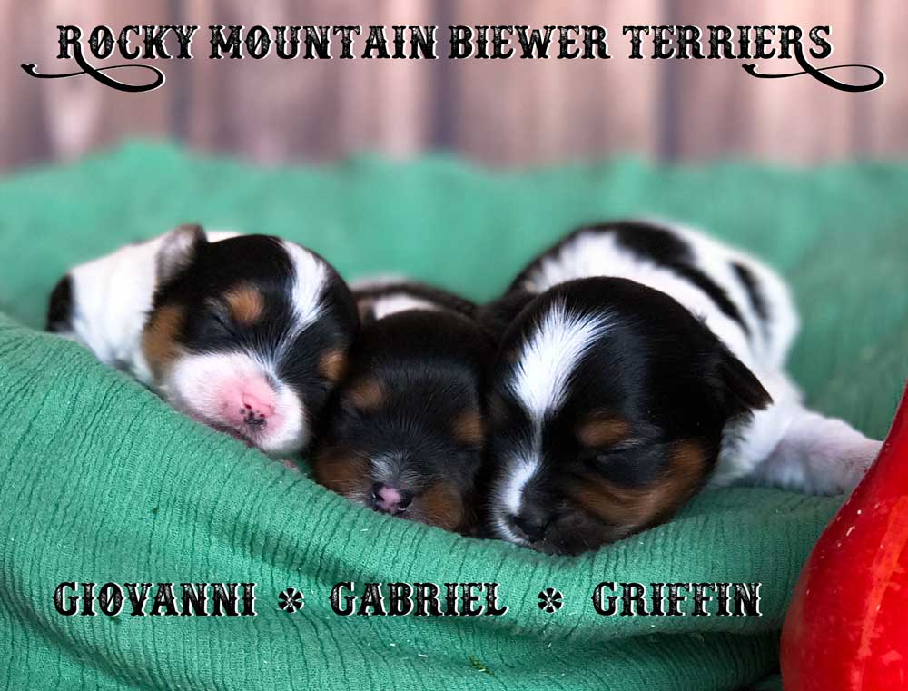 Rocky Mountain's Sir Giovanni Biewer Terrier Puppy