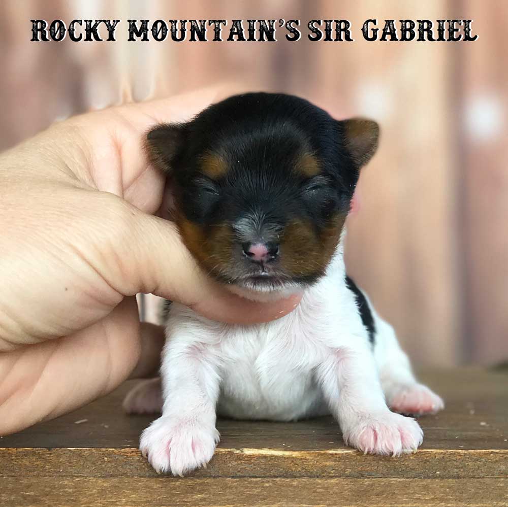 Rocky Mountain's Sir Gabriel Biewer Terrier Puppy