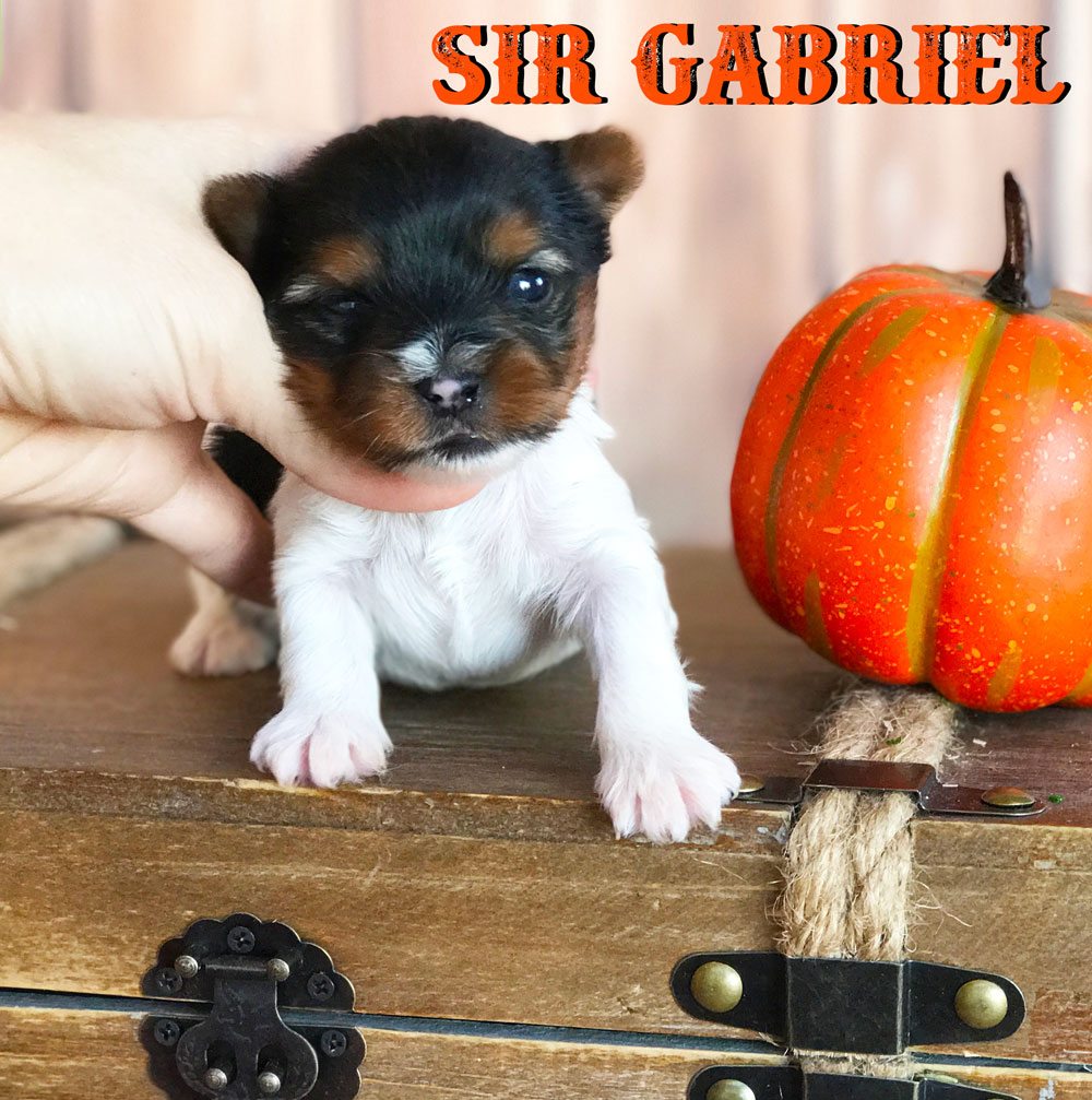 Rocky Mountain's Sir Gabriel Biewer Terrier Puppy
