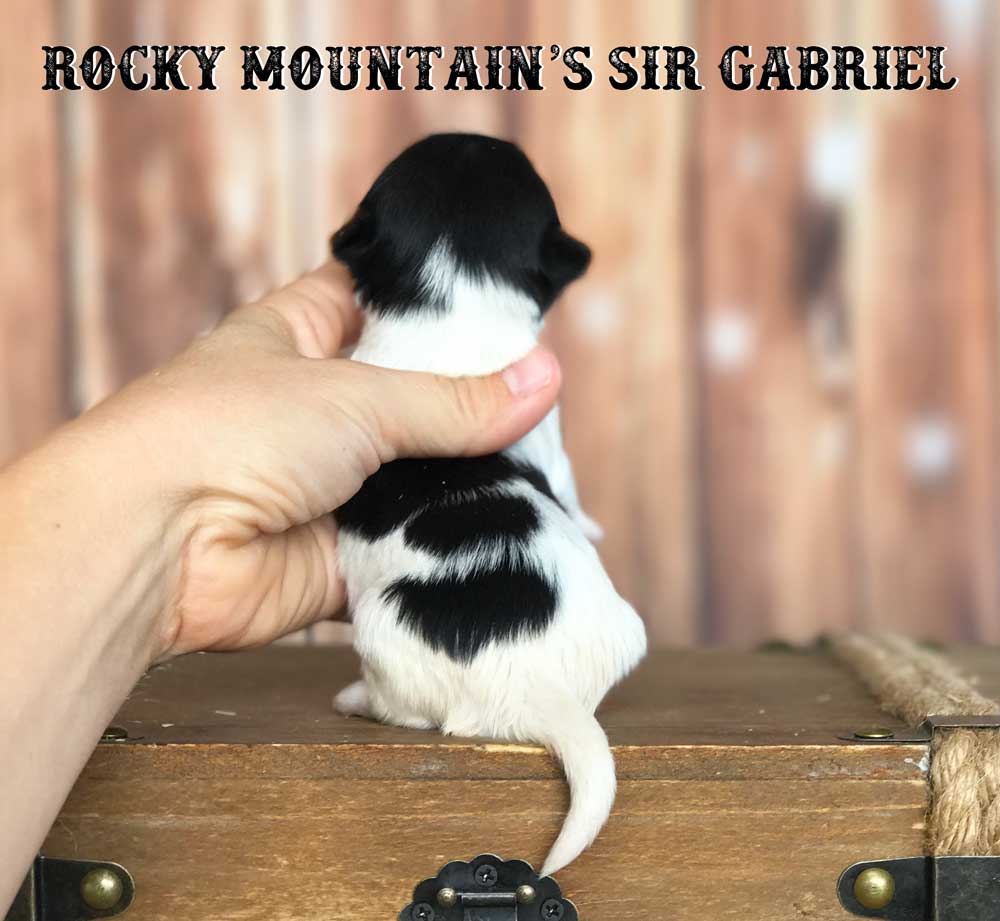 Rocky Mountain's Sir Gabriel Biewer Terrier Puppy