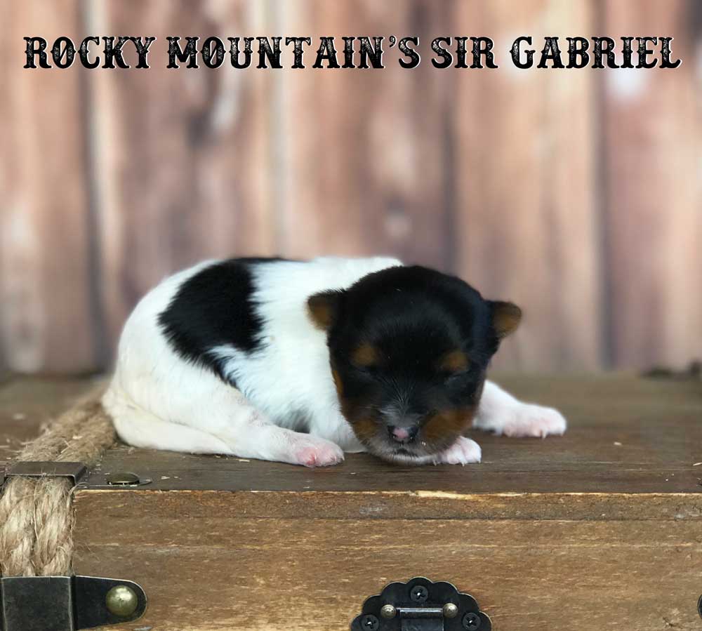 Rocky Mountain's Sir Gabriel Biewer Terrier Puppy