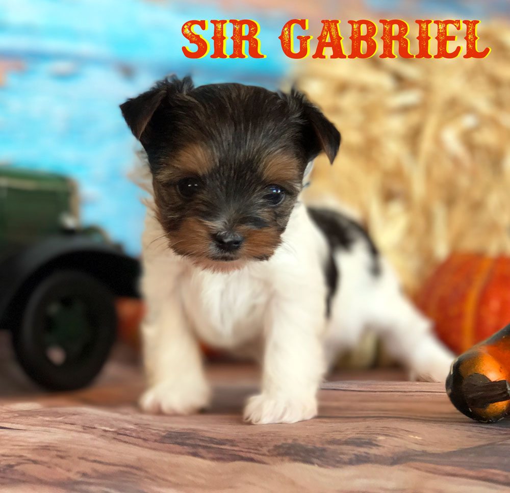 Rocky Mountain's Sir Gabriel Biewer Terrier
