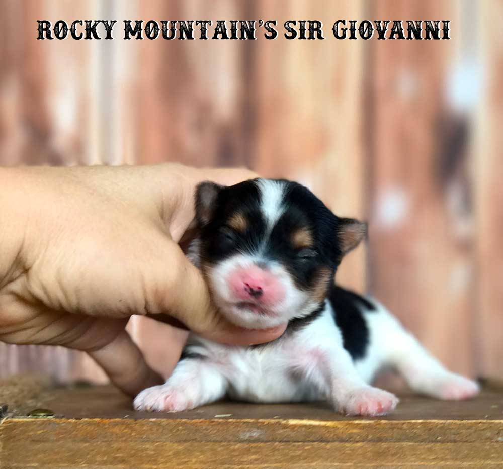 Rocky Mountain's Sir Giovanni Biewer Terrier Puppy