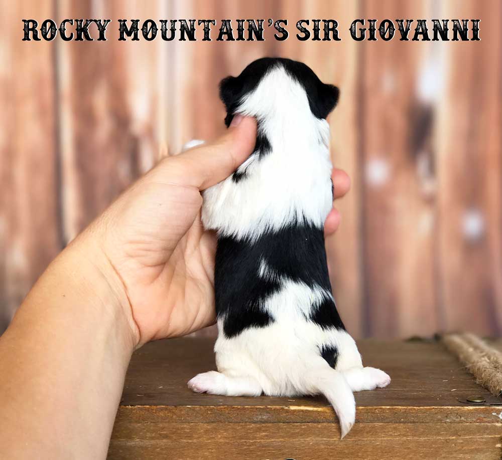 Rocky Mountain's Sir Giovanni Biewer Terrier Puppy